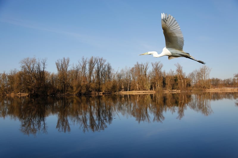 Animal Sanctuaries