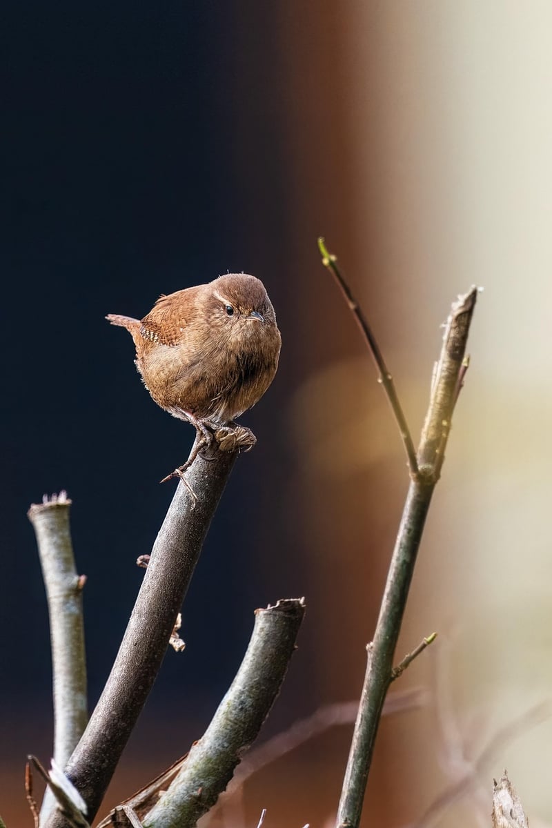 Bird Watching