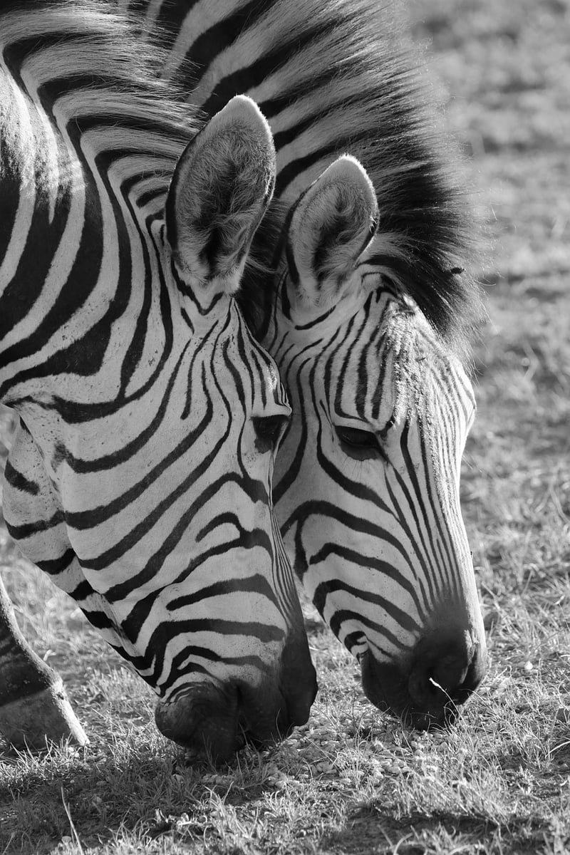 Kruger National Park camping
